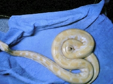 yet another burmese python