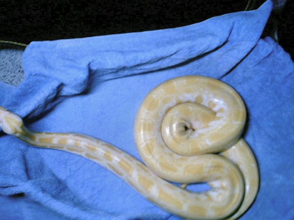 yet another burmese python