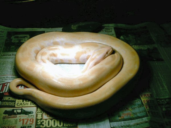 Albino Burmese