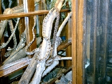 Tree boas