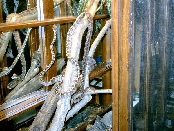 Tree boas