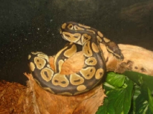 CHLOE AGAIN