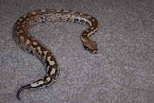 Sumatran Red