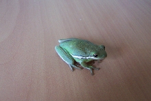 American Tree Frog