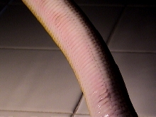 white lip scale( s)