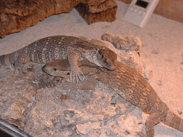 white throats