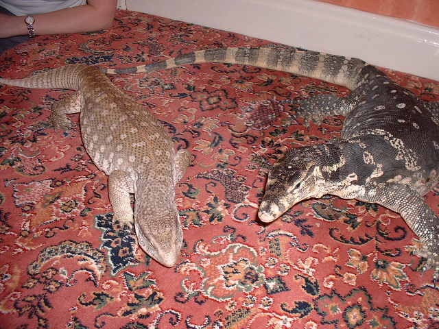 bosc and salvator