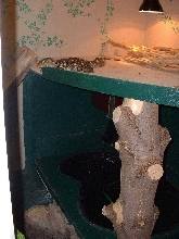 nile in new viv