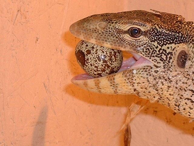 nile with a egg