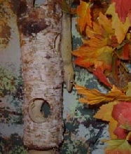 Crested gecko