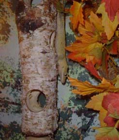 Crested gecko