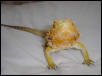 Bearded Dragon