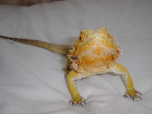 Bearded Dragon