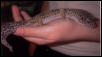 Leopard gecko