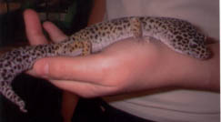 Leopard gecko