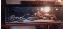 Leopard gecko set up