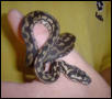 Baby Jungle carpet python