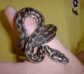 Baby Jungle carpet python