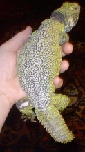 Uromastyx