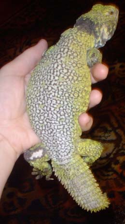 Uromastyx