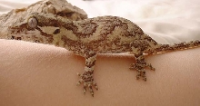 baby r. auriculatus