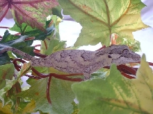 r. auriculatus