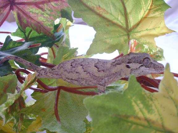 r. auriculatus