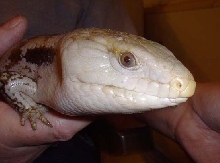 Blue Tongue Skink