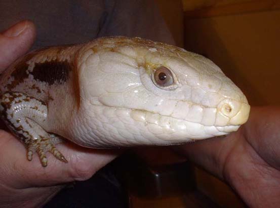 Blue Tongue Skink