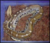Juvenile Borneo short tailed python