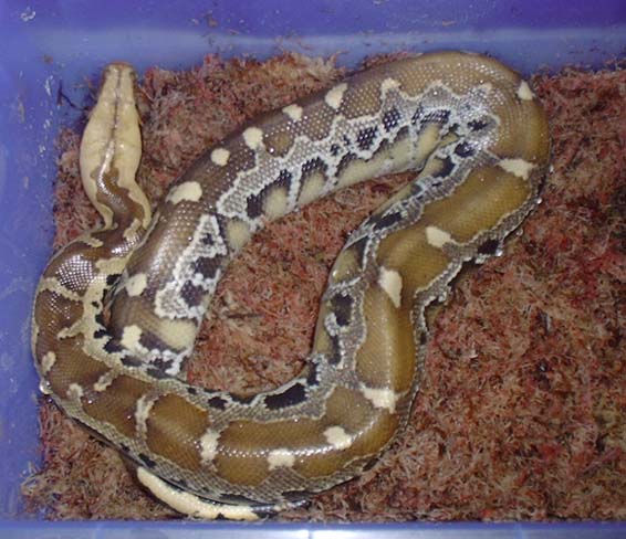 Juvenile Borneo short tailed python