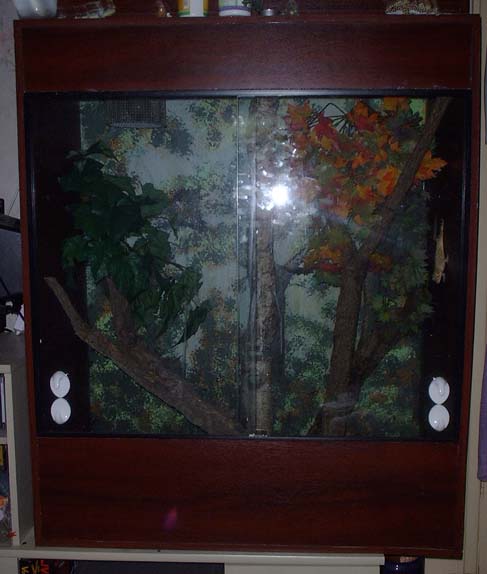 Crested gecko viv