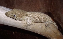 r. leachianus henkeli