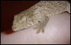 Rhacodactylus Leachianus