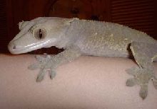 female r. ciliatus