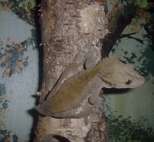 female r. ciliatus