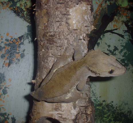 female r. ciliatus