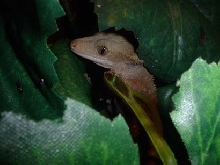 r. ciliatus sleeping