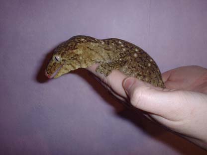 Female R. leachianus leachianus