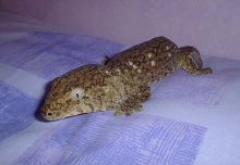 female r. leachianus leachianus