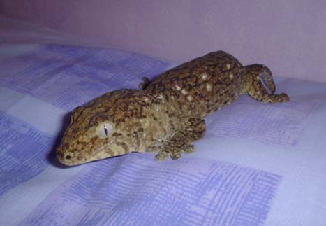 female r. leachianus leachianus