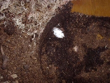 r. auriculatus eggs