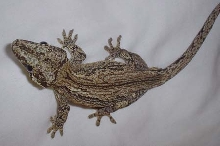 male Gargoyle