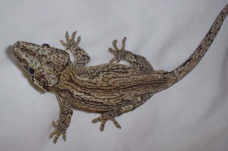 male Gargoyle