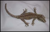 Gargoyle gecko