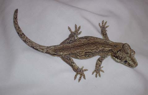 Gargoyle gecko