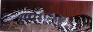 Female Jungle Carpet Python