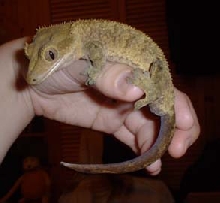 male r. ciliatus