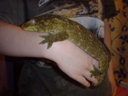r. leachianus leachianus