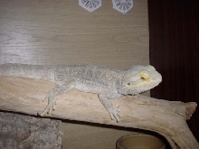 Bearded Dragon